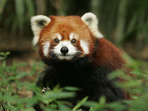 Free Download Hd Wallpaper Red Panda Nature Animals One Animal