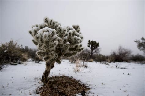 Photos Joshua Tree Is A Winter Wonderland After Rare Snowstorm