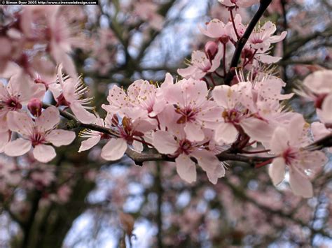 44 Bing Cherry Blossom Wallpaper Wallpapersafari