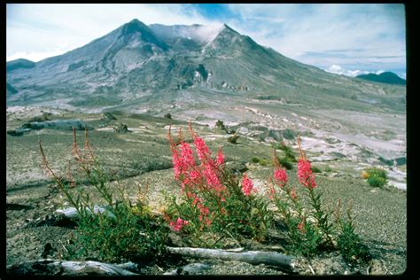 Rebirth Of Mount St Helens American Profile