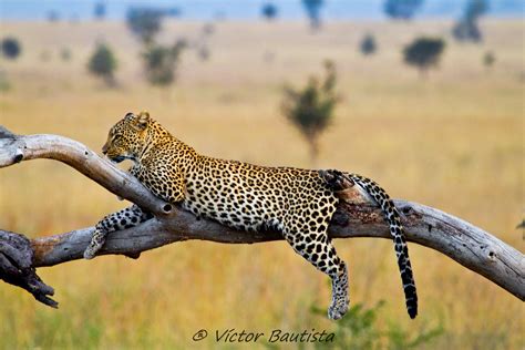 El Leopardo El Color Básico Del Leopardo Es El Pelo Amaril Flickr