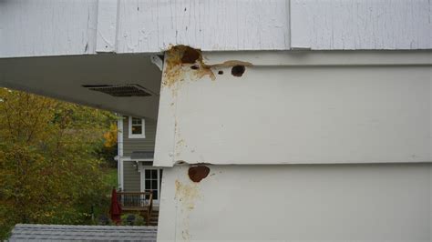Usually, a combination of control methods is most effective. Woodpeckers, Carpenter Bees and squirrels, OH MY! - Belk ...
