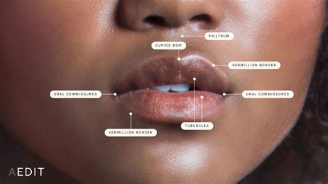 What Size Should Your Lips Be Lipstutorial Org