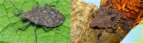 Types Of Stink Bugs Found In Ohio Nature Blog Network
