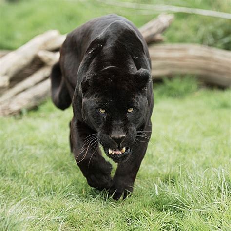 Black Jaguar Taken At The Whf In Kent Black Jaguar Jaguar