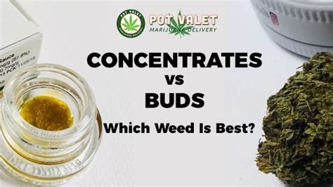 All lyrics displayed by lyricsplanet.com are property of their respective owners. Concentrates versus Buds: Which Weed Is The Best?
