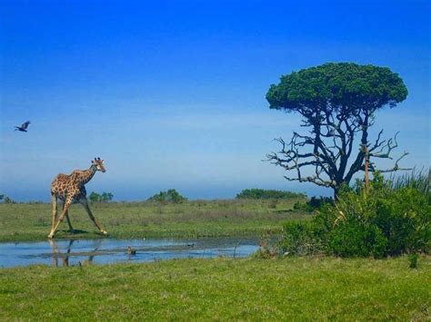 Giraffe Popular Photographic Subject Kariega Game Reserve