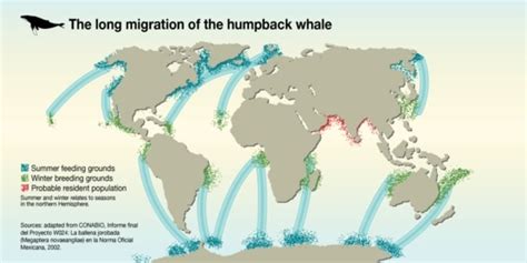 Why Do Whales Migrate Smore Science Magazine