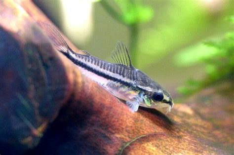Pygmy Cory Catfish The Best Catfish For Beginner Level Tank Keepers