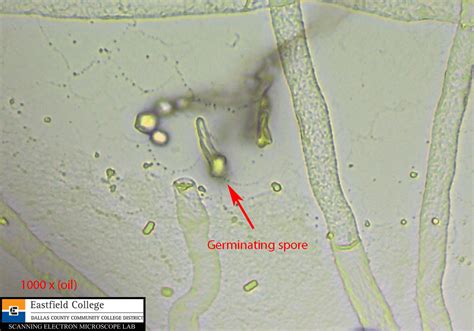 Scanning Electron Microscope Blog April 2013