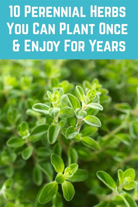 10 Perennial Herbs You Can Plant Once And Enjoy For Years Perennial