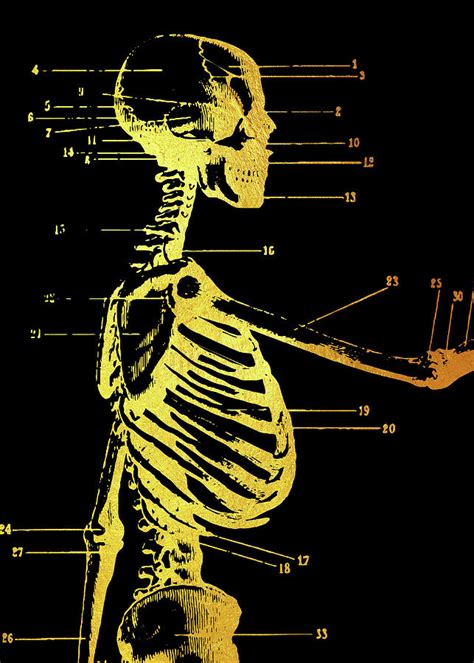 Body Skeleton Digital Art By Gab Fernando Fine Art America