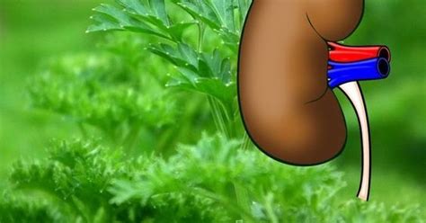 Top 10 Super Herbs To Cleanse Your Kidneys Beautiful Diy And Health