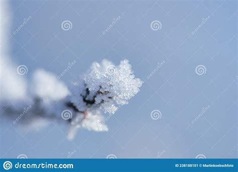Ice Crystals On A Branch With Textured And Bizarre Shapes Winter Photo