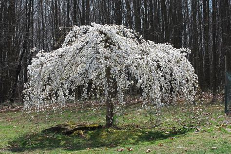 Weeping Cherry White 4ft Hello Hello Plants And Garden Supplies