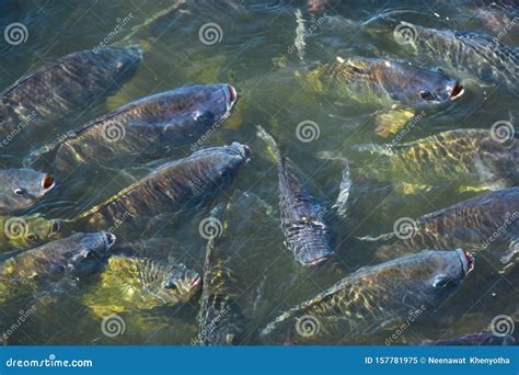 Tilapia In The Pond Is Waiting For Feeding Stock Image Image Of