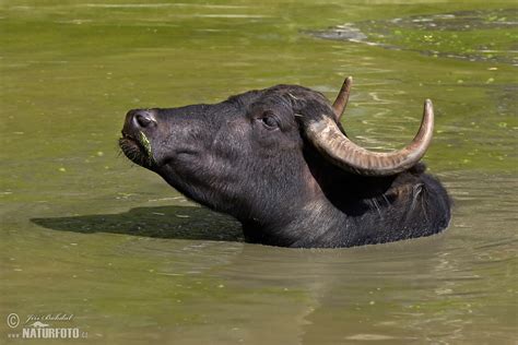 Water Buffalo Photos Water Buffalo Images Nature Wildlife Pictures