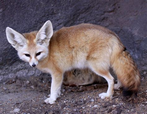 Fennec Fox Desert Fox Desert Animals Fox Facts For Kids Condor Des