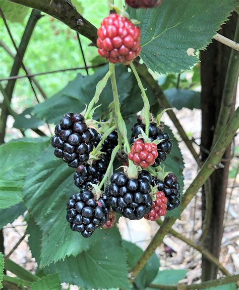Diagnosing Abiotic Blackberry Fruit Disorders Gardening In The Panhandle
