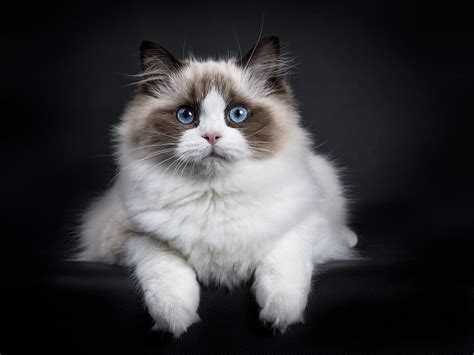 Young Adult Ragdoll Cat Laying Isolated On Black Background With Paws