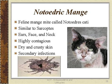 Notoedric Mange Feline Mange Mite Called Notoedres Cati Similar To