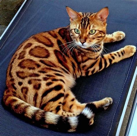 Pin By Maria Caputo On Varie Bengal Tiger Cat Bengal Cat Toyger Cat