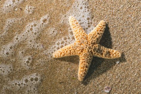 What Do Starfish Eat Interesting Animal Facts
