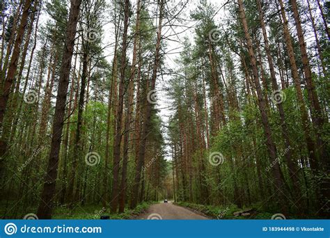 Forest Road Through A Pine Forest The Grass Is Green Near Tall Slender