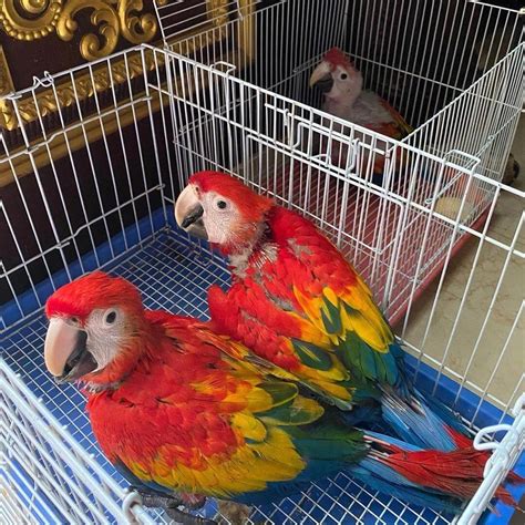 Baby Scarlet Macaws Baby Macawparrotshop
