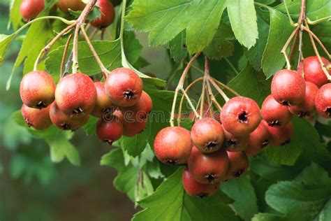 Hawthorn Fruits Stock Photo Image Of Tree Leaves Fructification