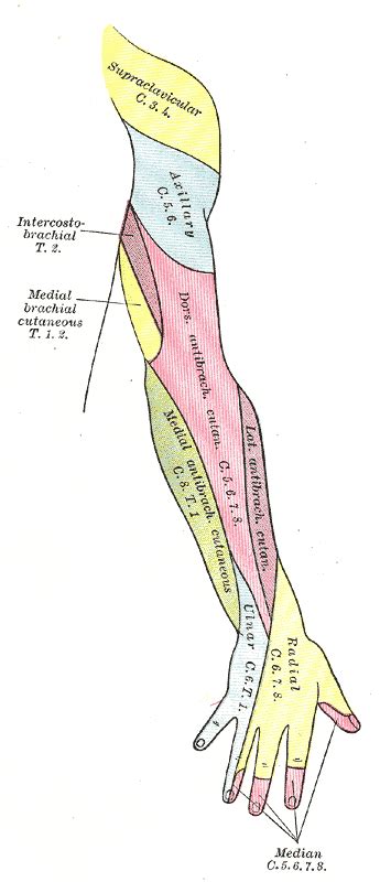 Cutaneous Innervation Of The Upper Limbs Wikidoc