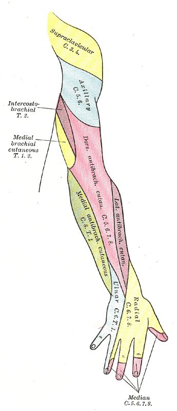 Intercostobrachial Nerve Wikidoc