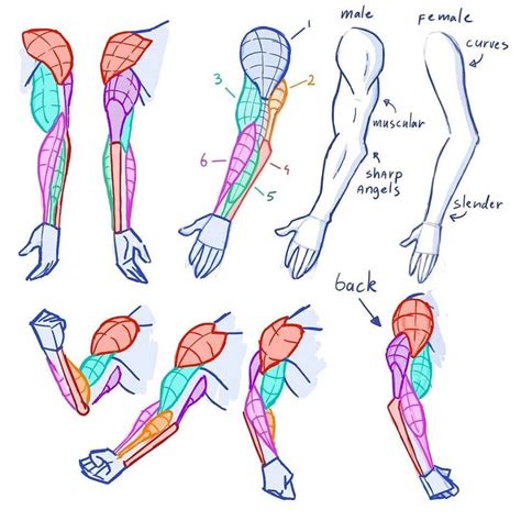 Arm Drawing Anatomy Np
