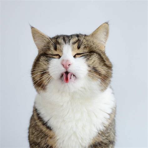 Meet The Cat Who Loves To Stick Out Its Tongue In Front Of The Camera