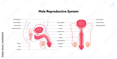 Male Reproductive System Side View Diagram