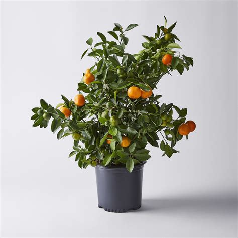 Calamondin Orange Tree Sere Fruit