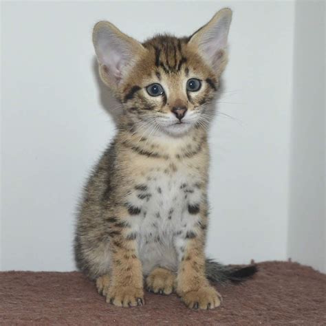 Lower generation savannahs are quiet honestly one of the best companions a person could have. F6 Savannah Cat Price