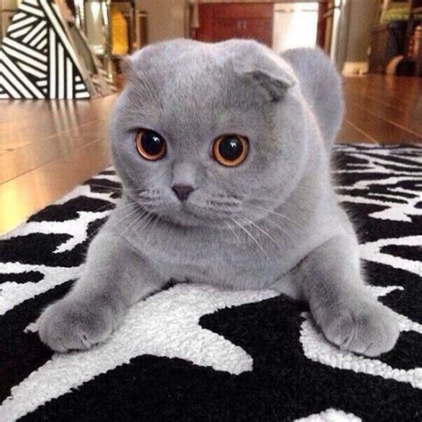 16 Scottish Fold Pros And Cons You Need To Know