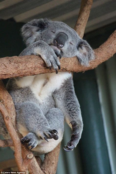 Sydney Koala Attempts Nude Pose To Recreate Sleeping Venus Masterpiece Daily Mail Online