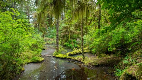 Let It Be Why We Must Save Alaskas Pristine Tongass Forest Yale E360