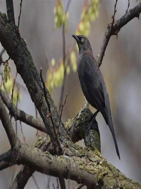 Blackbirds And Orioles Audubon