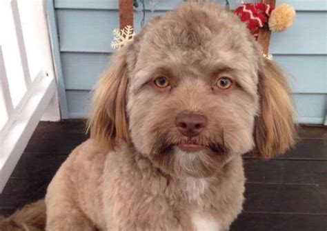 Yogi El Perro Con Cara De Humano Que Arrasa En Las Redes Sociales