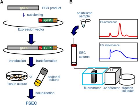 Fluorescence Detection Size Exclusion Chromatography For