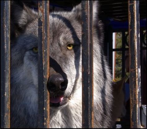 Maybe you would like to learn more about one of these? Would U Stop Wolf Abuse? - Wolves - Fanpop