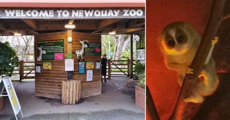 Adorable Baby Gray Slender Loris Born At Newquay Zoo Metro News