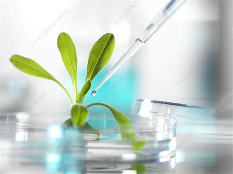 Plant Research Conceptual Image Stock Image F0050825 Science