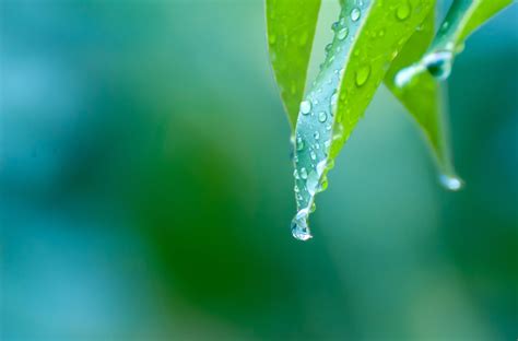 Shallow Focus Photography Of Green Leaf With Water Droplets Hd Wallpaper Wallpaper Flare