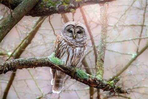 Take 5 Barred Owls Mass Audubon Your Great Outdoors