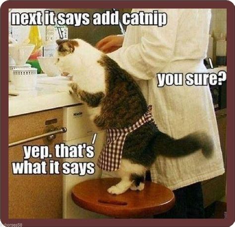 Details About Funny Cat Humor Cat Helping In Kitchen Refrigerator Magnet Funny Animal Memes