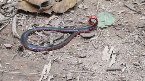 Ular indigo timur adalah ular terpanjang di amerika utara (yang asli). Spesies Langka Penemuan Ular Berkepala Dua - YouTube